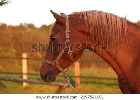 Arabian horse stallion in portrait