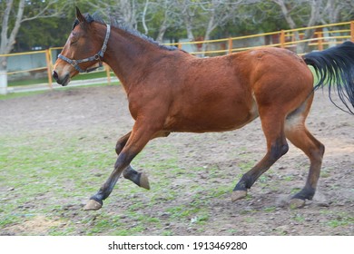 Arabian horse training at farm, image with motion effect