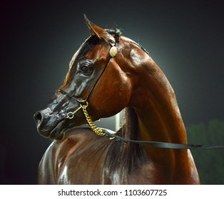 Arabian Horse In Uae Horse Show 