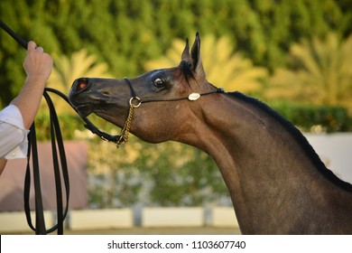 Arabian Horse In Uae Horse Show 