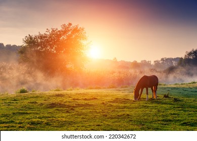Arabian horses grazing on pasture at sundown in orange sunny beams. Dramatic foggy scene. Carpathians, Ukraine, Europe. Beauty world. - Shutterstock ID 220342672