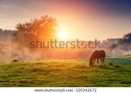Arabian horses grazing on pasture at sundown in orange sunny beams. Dramatic foggy scene. Carpathians, Ukraine, Europe. Beauty world.