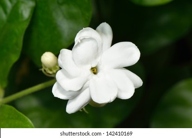 Arabian Jasmine