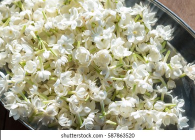 Arabian Jasmine