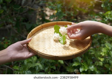 Arabian jasmine flower in bamboo basket. It is a flower that lives with Thai people. fragrant flowers Pure white is used as a Mother's Day symbol, garland, aromatherapy industry and tea flavoring.     - Powered by Shutterstock