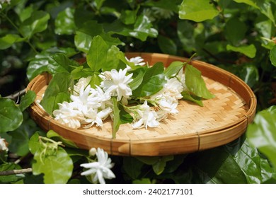 Arabian jasmine flower in bamboo basket. It is a flower that lives with Thai people. fragrant flowers Pure white is used as a Mother's Day symbol, garland, aromatherapy industry and tea flavoring.     - Powered by Shutterstock