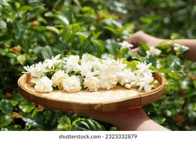 Arabian Jasmine flowers collected from the garden in bamboo baskets Thai people like to use jasmine to float cold water to drink. Decorated as a garland to worship the Buddha image and make incense.  - Shutterstock ID 2323332879