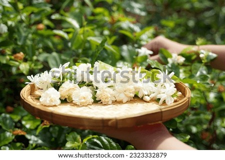 Arabian Jasmine flowers collected from the garden in bamboo baskets Thai people like to use jasmine to float cold water to drink. Decorated as a garland to worship the Buddha image and make incense. 