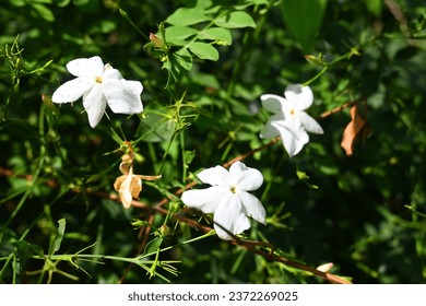 
Arabian jasmine, Jasminum grandiflorum, Common jasmine, nature, garden,
