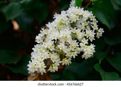  Arabian Jasmine, Jasminum Sambac Ait.