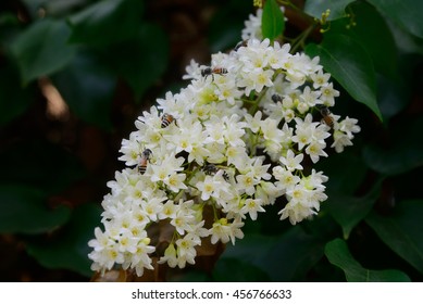  Arabian Jasmine, Jasminum Sambac Ait.