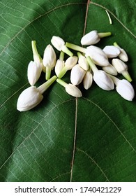 Arabian Jasmine Jasminum Sambac Flower