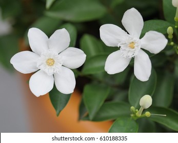 Arabian jasmine, white angel flower, coral swirl, beautiful white little flower
