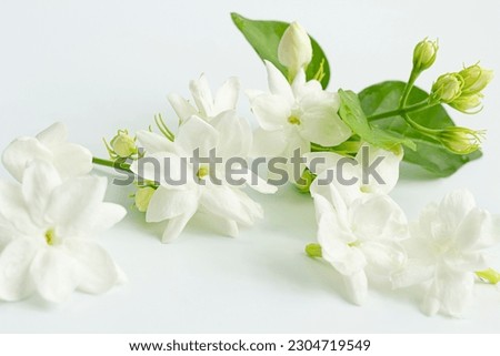 Arabian jasmine or White mogra or Jasminum sambac flower Buds.