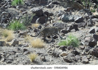 Arabian Leopard (Panthera Pardus Nimr)