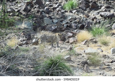 Arabian Leopard (Panthera Pardus Nimr)