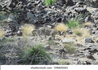 Arabian Leopard (Panthera Pardus Nimr)