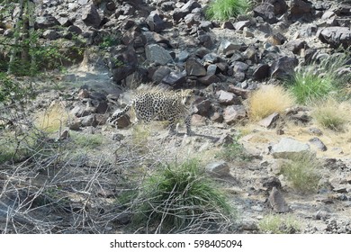 Arabian Leopard (Panthera Pardus Nimr)