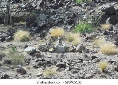 Arabian Leopard (Panthera Pardus Nimr)