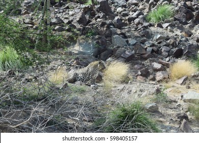 Arabian Leopard (Panthera Pardus Nimr)