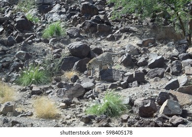 Arabian Leopard (Panthera Pardus Nimr)