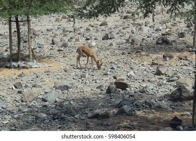 Arabian Leopard (Panthera Pardus Nimr)