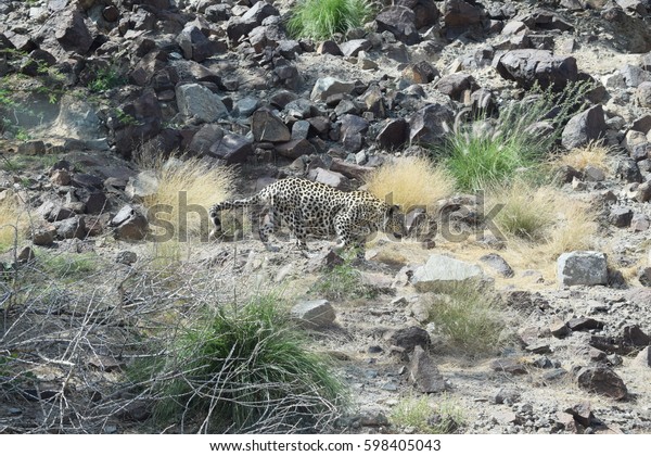 Arabian Leopard Panthera Pardus Nimr