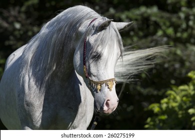 Arabian Mare