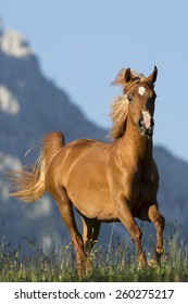 Arabian Mare