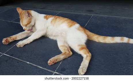 Mau Cat Isolated Images, Stock Photos u0026 Vectors  Shutterstock