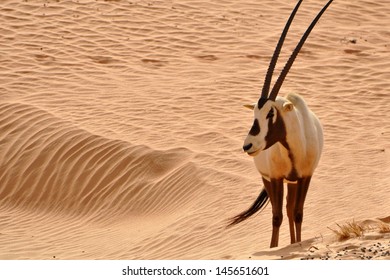 Arabian Oryx