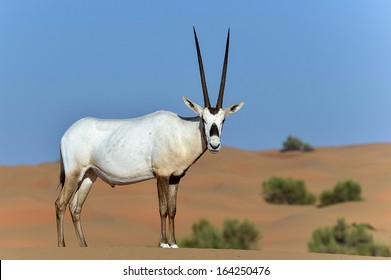 Arabian Oryx