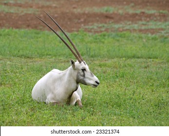 Arabian Oryx