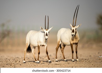 Arabian Oryx