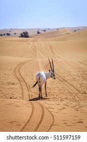 Arabian Oryx in the Desert Conservation Reserve near Dubai, UAE