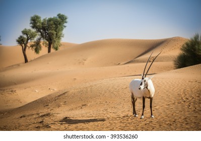 Arabian Oryx In The Desert Of Dubai