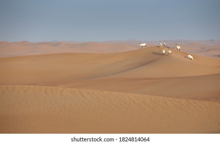 Arabian Oryx In A Desert Near Dubai