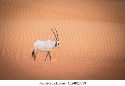 Arabian Oryx In A Desert Near Dubai