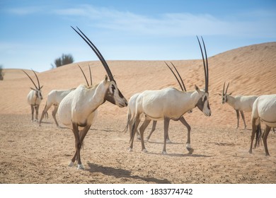 Arabian Oryx In A Desert Near Dubai