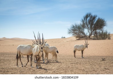 Arabian Oryx In A Desert Near Dubai