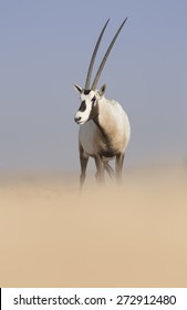 Arabian Oryx (Oryx Leucoryx)