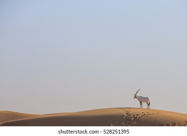 Arabian Oryx (oryx Leucoryx) In A Desert Near Dubai