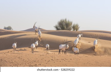 Arabian Oryx (oryx Leucoryx) In A Desert Near Dubai