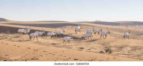 Arabian Oryx (oryx Leucoryx) In A Desert Near Dubai