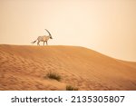 Arabian Oryx in the red sands desert conservation area of Dubai, United Arab Emirates