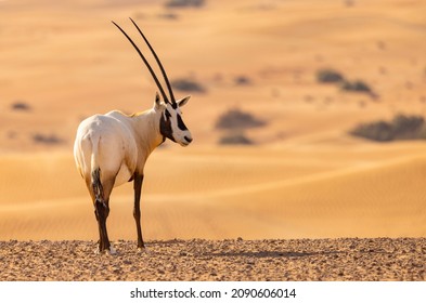 Arabian Oryx in the red sands desert conservation area of Dubai, United Arab Emirates - Shutterstock ID 2090606014