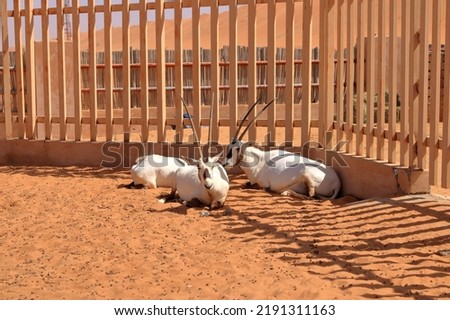 Arabian Oryx standing in a desert farm in the Oman desert.