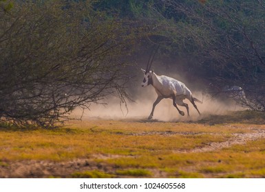 Arabian Oryx, Wild Life 