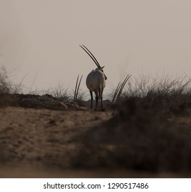 The Arabian Oryxes. It was extinct in the wild, but thanks for many efforts from the local government, they are the first animals to rebound and reach vulnerable under conservation status. - Shutterstock ID 1290517486