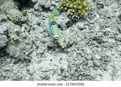 528 Picasso triggerfish Images, Stock Photos & Vectors | Shutterstock